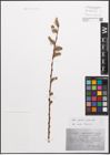Foto von Salix caprea L. x Salix purpurea L.